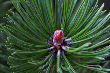 Pine needles © Jacek