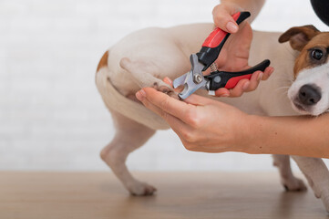 A woman cuts her claws on a Jack Russell Terrier. Frightened dog in grooming procedure