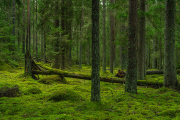 Elvish pine and fir forest in Sweden with fallen trees covered with moss