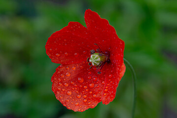 Poppy seed flower © Jacek