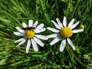 Obraz premium Camomile flowers