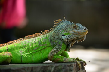 iguana on a branch