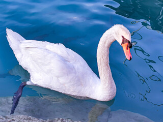 Swan on the water © Jacek