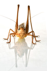 Angry cricket on a white polished marble floor