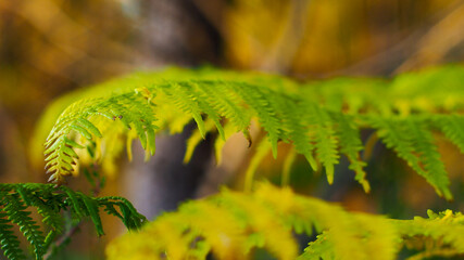 Belles feuilles de fougère verdoyantes, sur un fond forestier chaleureux