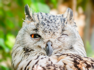 Bengal Eagle Owl