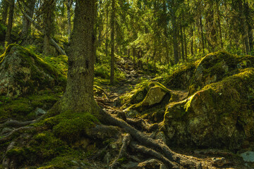 Steep path up a mountainside in Sweden with lush green trees and moss on the forest floor