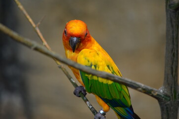 red and yellow macaw