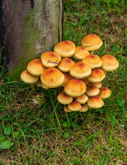 Pilze an einem Holzstamm