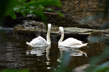 white swan in the water