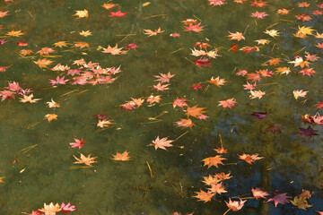 池に舞い降りたモミジの枯れ葉