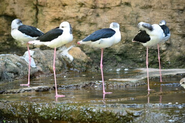 Fototapeta premium white stork in the grass