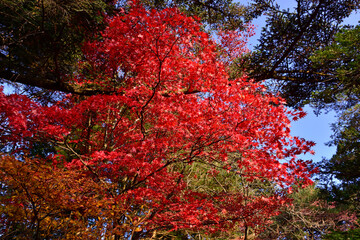 常緑樹に囲まれた紅一点の紅葉見頃のモミジ