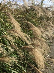 Miscanthus sinensis, famous as a Japanese autumn tradition