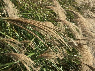 Miscanthus sinensis, famous as a Japanese autumn tradition