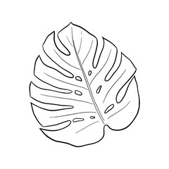 Vector tropical leaf isolated on white background EPS 10 illustration. Vector linear illustration of monsterra leaf. © Elena