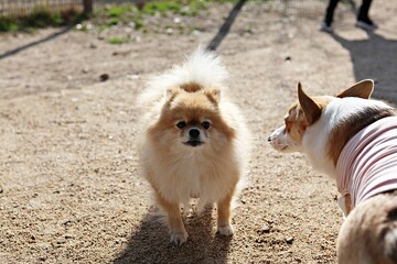 한국의공원에서찍은강아지입니다
