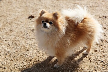 한국의공원에서찍은강아지입니다