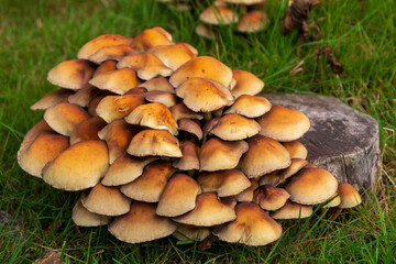 Pilze an einem Holzstamm