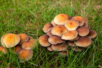 Mehre Pilze auf einer Wiese