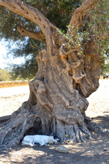 Dog sleeps under an ancient olive tree in Agrigento, Sicily.