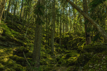 Fototapeta premium Wild grown forest growing up a mountainside in Sweden