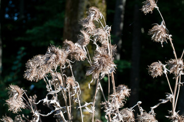 Obraz premium close-up of wilted flowers of a thistle