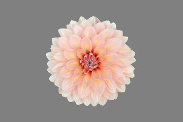 Opened dahlia flower.