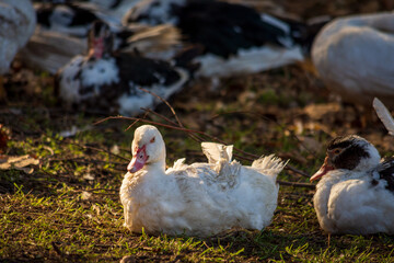 A flock of domestic ducks in the meadow. Birds.