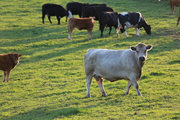 A group of cattle in a field in the Republic of Ireland on a sunny evening
