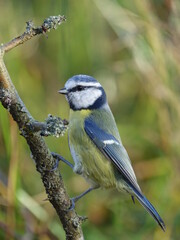 blue tit (Cyanistes caeruleus)