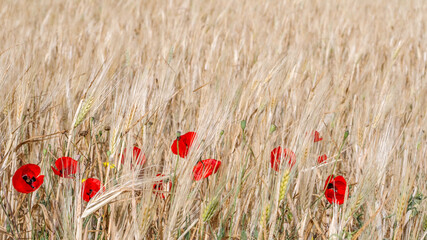 Naklejka premium Isolated natural, magical and beautiful open wild grown field- Israel