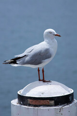 Seagull standing alone on a pole at Sydney Darling harbour NSW Australia