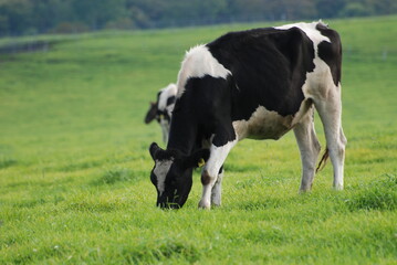 Fototapeta premium 草を食べる牛