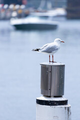 Seagull standing alone on a pole at Sydney Darling harbour NSW Australia