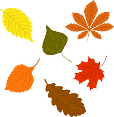 natural thanksgiving colorful autumn leaves