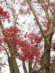 犬山寂光院の紅葉(愛知)