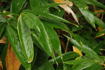 雨に濡れた笹の葉