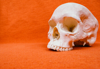 Human skull laying on orange background, anatomy example, mecidine studies