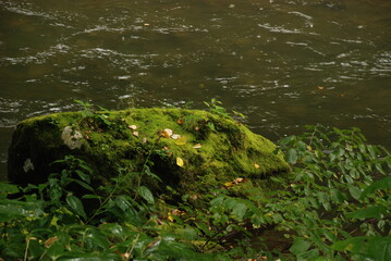 苔の生えた岩と川の水