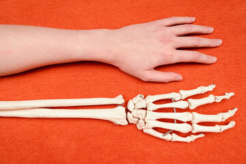 Hand bones beside human hand on orange background, dorsal side view, anatomy example, medicine studies