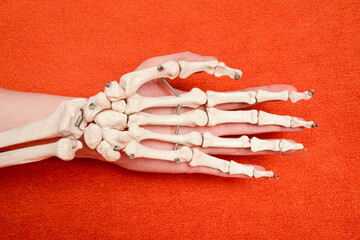 Hand bones on top of human hand on orange background, ventral side view, anatomy example, medicine studies