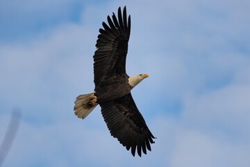 Bald Eagle Soaring with Spread Wings