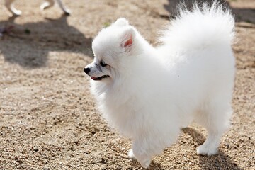 한국의공원에서찍은강아지사진입니다
