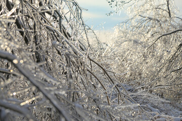 Winter landscape, ice covered trees