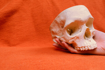 Hand holding human skull on orange background, frontal perspective, human anatomy