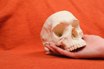 Hand holding human skull on orange background, frontal perspective, human anatomy
