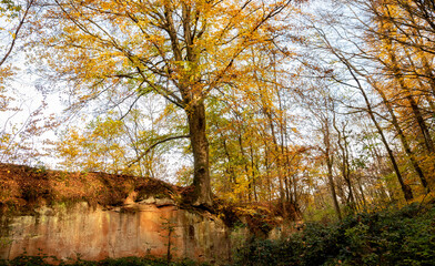 autumn in the forest