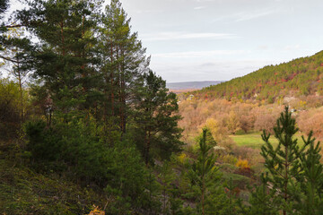 Tallest pine. Coniferous forest near the village. Autumn time. Sunny day