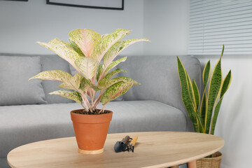 Aglaonema laksap in clay pot on wooden table in living room. Air Purifying Plants for indoor.